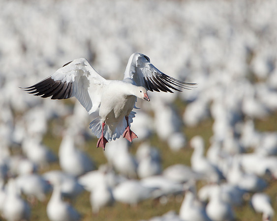 Snow Goose, landing among sea of geese