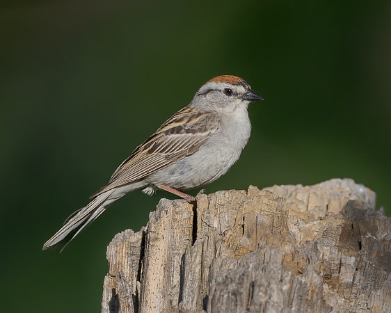 Chipping Sparrow