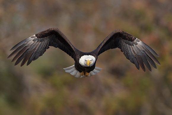 Bald Eagle