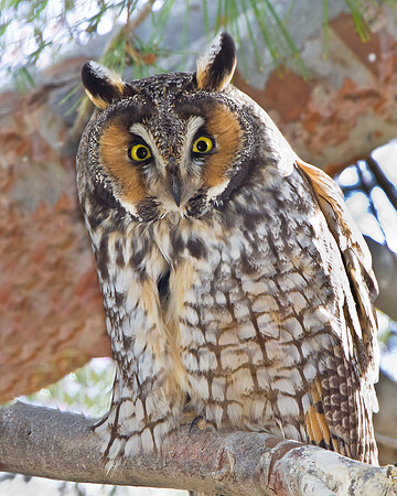 Long-eared Owl