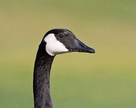 Canada Goose