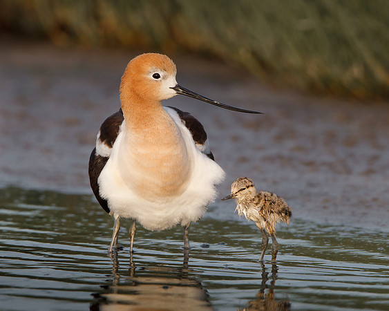 American Avocet, father with one-day-old chick