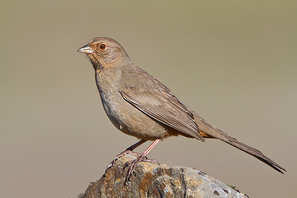 California Towhee