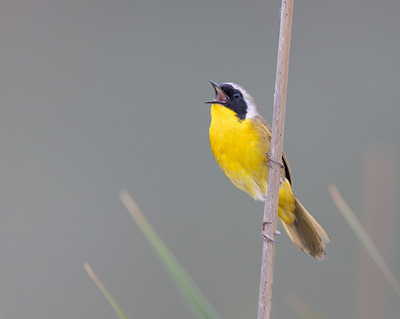 Common Yellowthroat singing