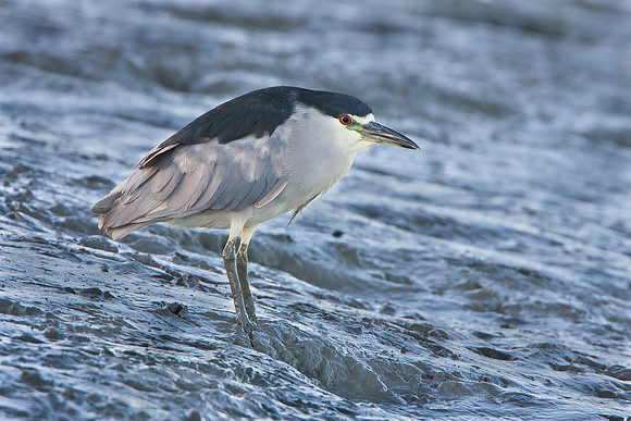 Black-crowned Night Heron