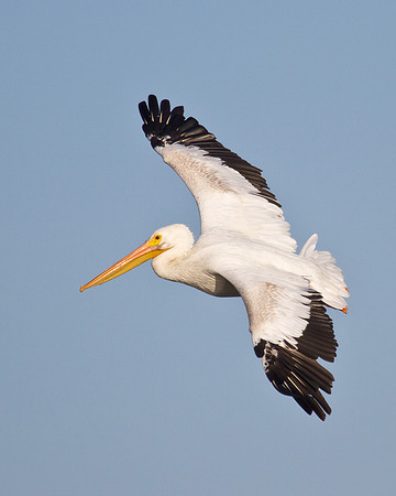 American White Pelican