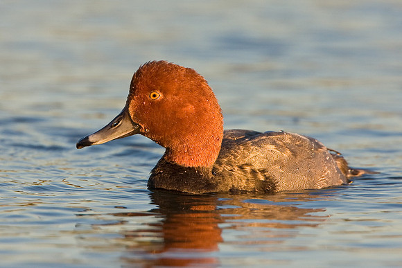Redhead