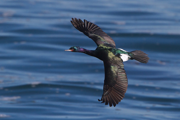 Pelagic Cormorant