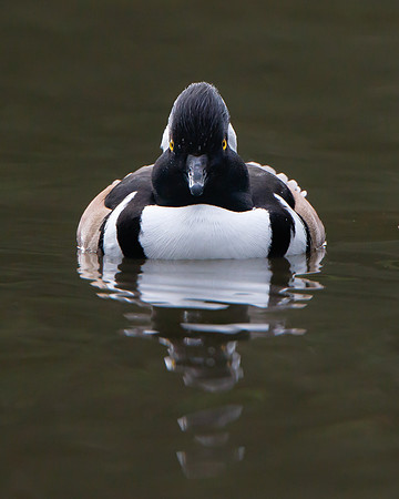 Hooded Merganser