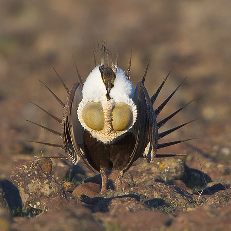 Greater Sage-Grouse, courtship display