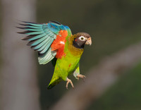 Brown-hooded Parrot