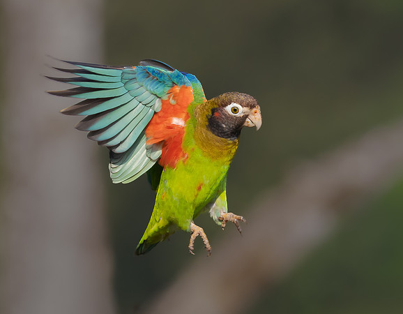 Brown-hooded Parrot