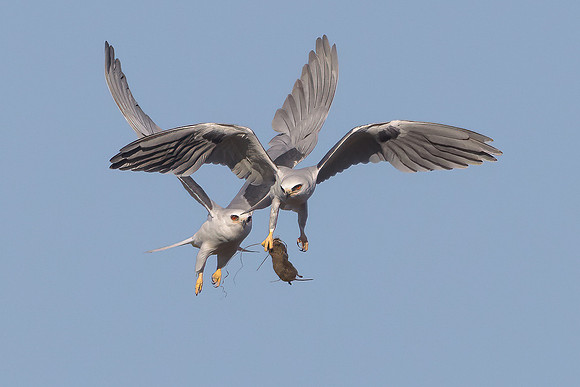 White-tailed Kites, food exchange