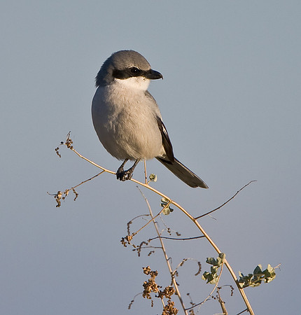 Loggerhead Shrike