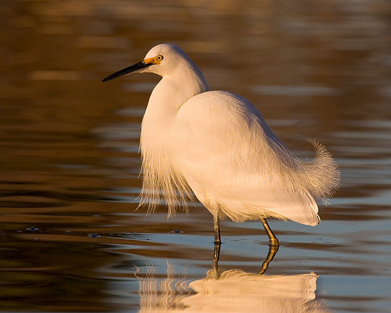 Snowy Egret