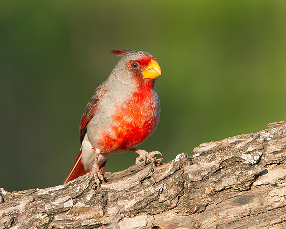 Pyrrhuloxia