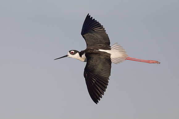 Black-necked Stilt