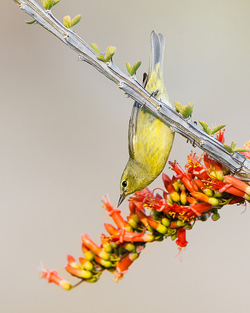 Orange-crowned Warbler