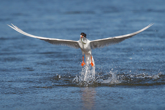 Forster's Tern, emerging from water with fish