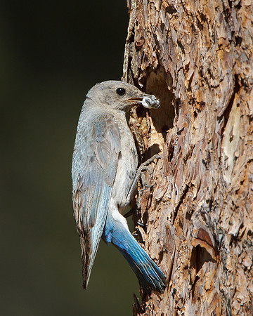 Mountain Bluebird, female retrieving fecal sac from nest