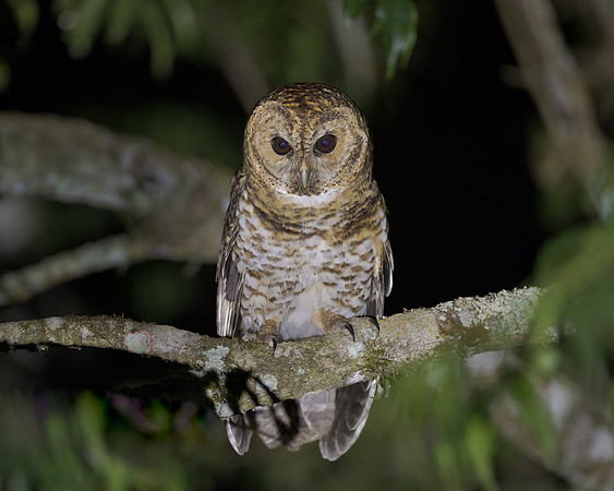 Rusty-barred Owl