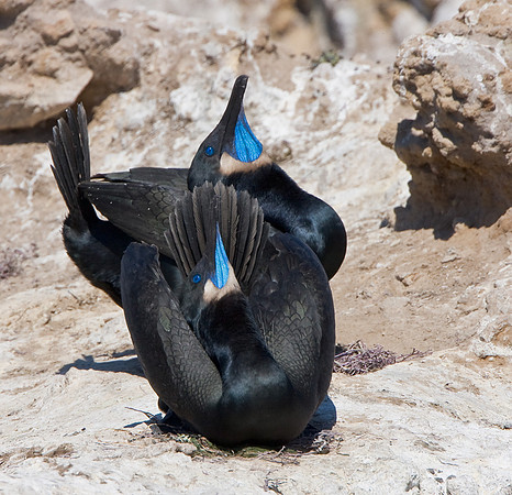 Brandt's Cormorant, courtship display