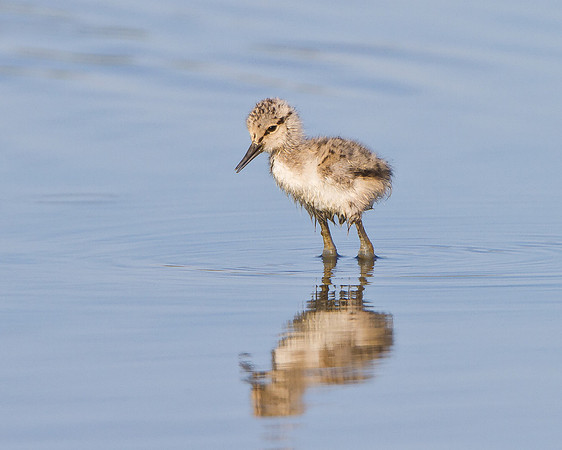 American Avocet, chick