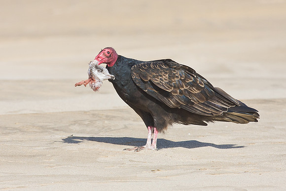 The vultures consume the leftovers from the falcon's kill