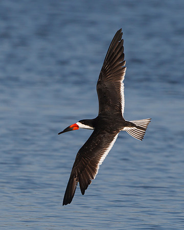Black Skimmer in flight