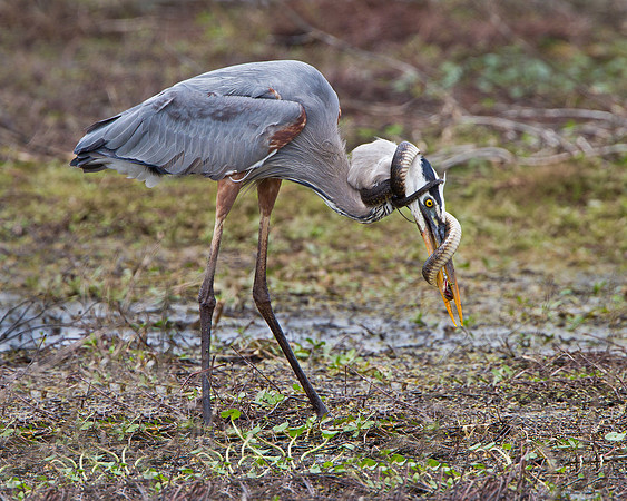 Great Blue Heron with snake wrapped its around neck