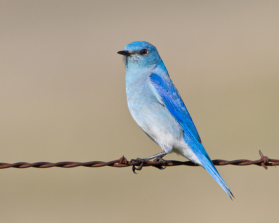 Mountain Bluebird