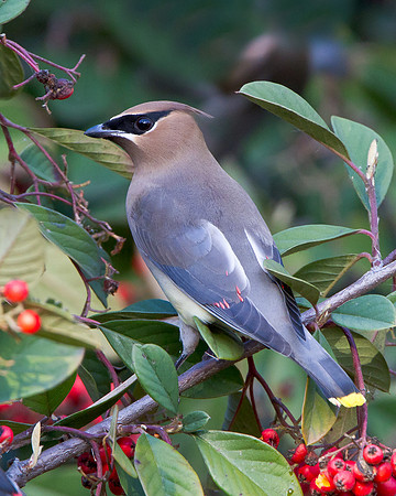 Cedar Waxwing