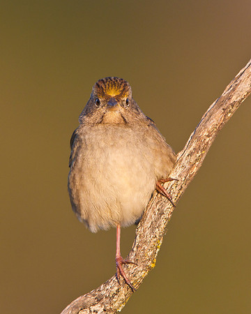 Golden-crowned Sparrow