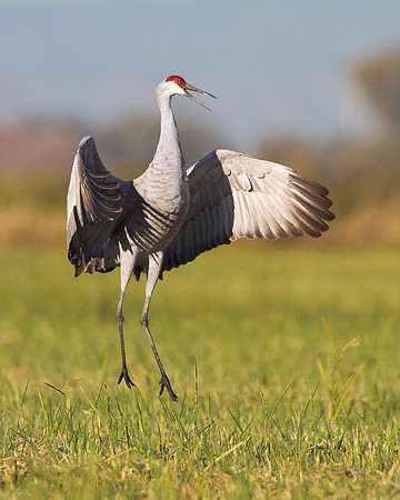 Sandhill Crane jumping