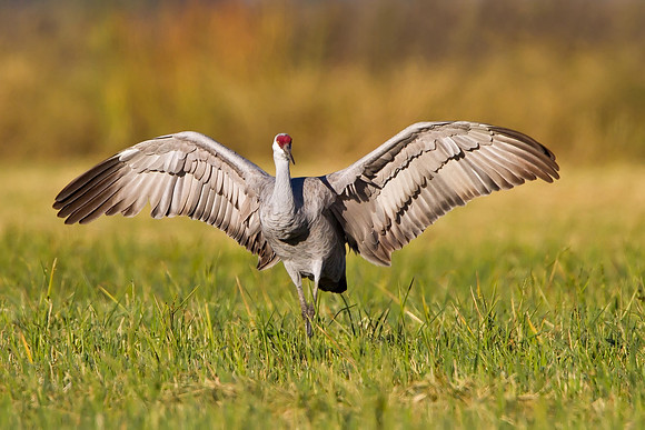 Sandhill Crane