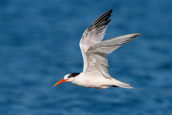 Elegant Tern