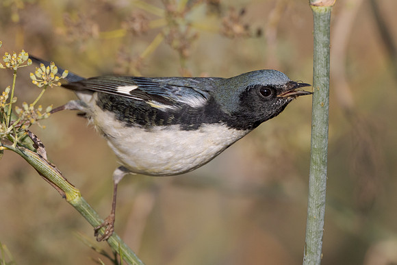 Black-throated Blue Warbler, feeding on aphid