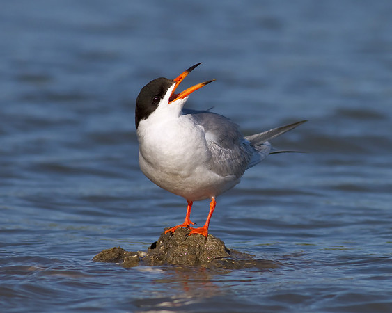 Forster's Tern