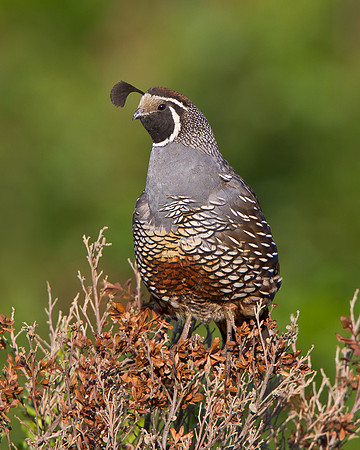 California Quail
