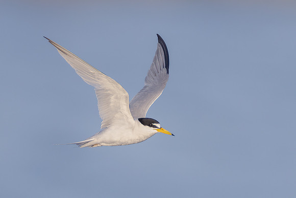 Least Tern