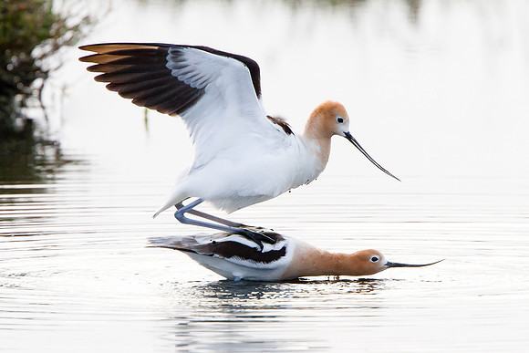 American Avocets, mating