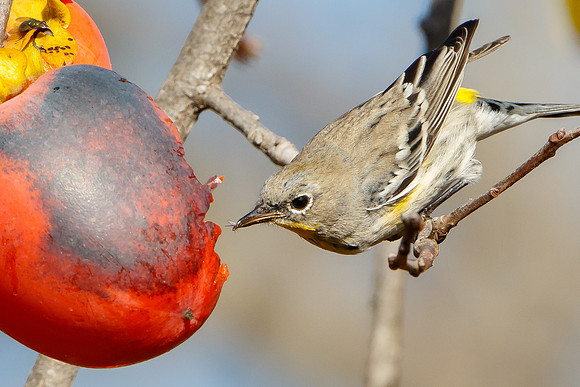 Yellow-rumped Warbler, feeding on insect