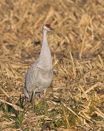 Sandhill Crane, in corn stubble