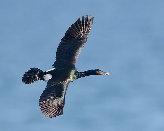 Pelagic Cormorant, with nest material