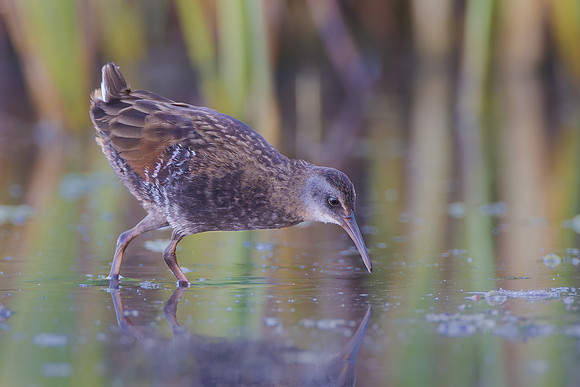Virginia Rail, immature
