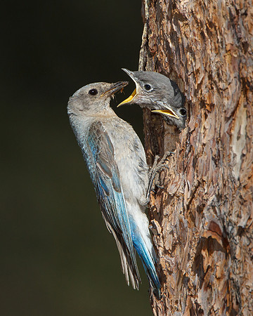 Mountain Bluebirds, adult female feeding young