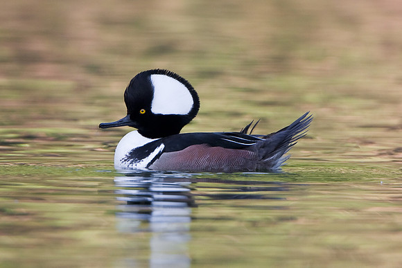 Hooded Merganser, male