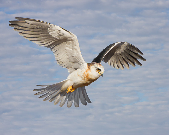 White-tailed Kite, juvenile  (composite)