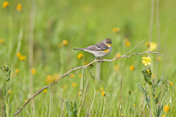 Yellow-rumped Warbler
