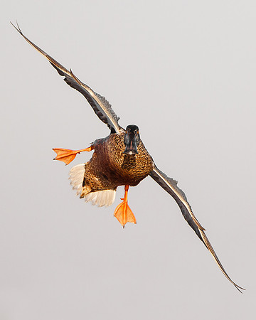 Northern Shoveler